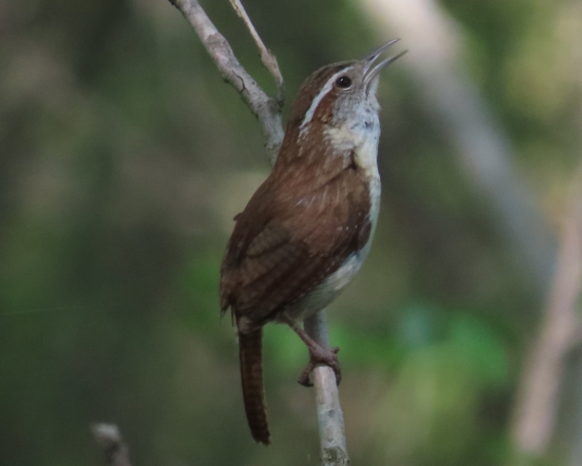 Carolina Wren - Karen Hogan