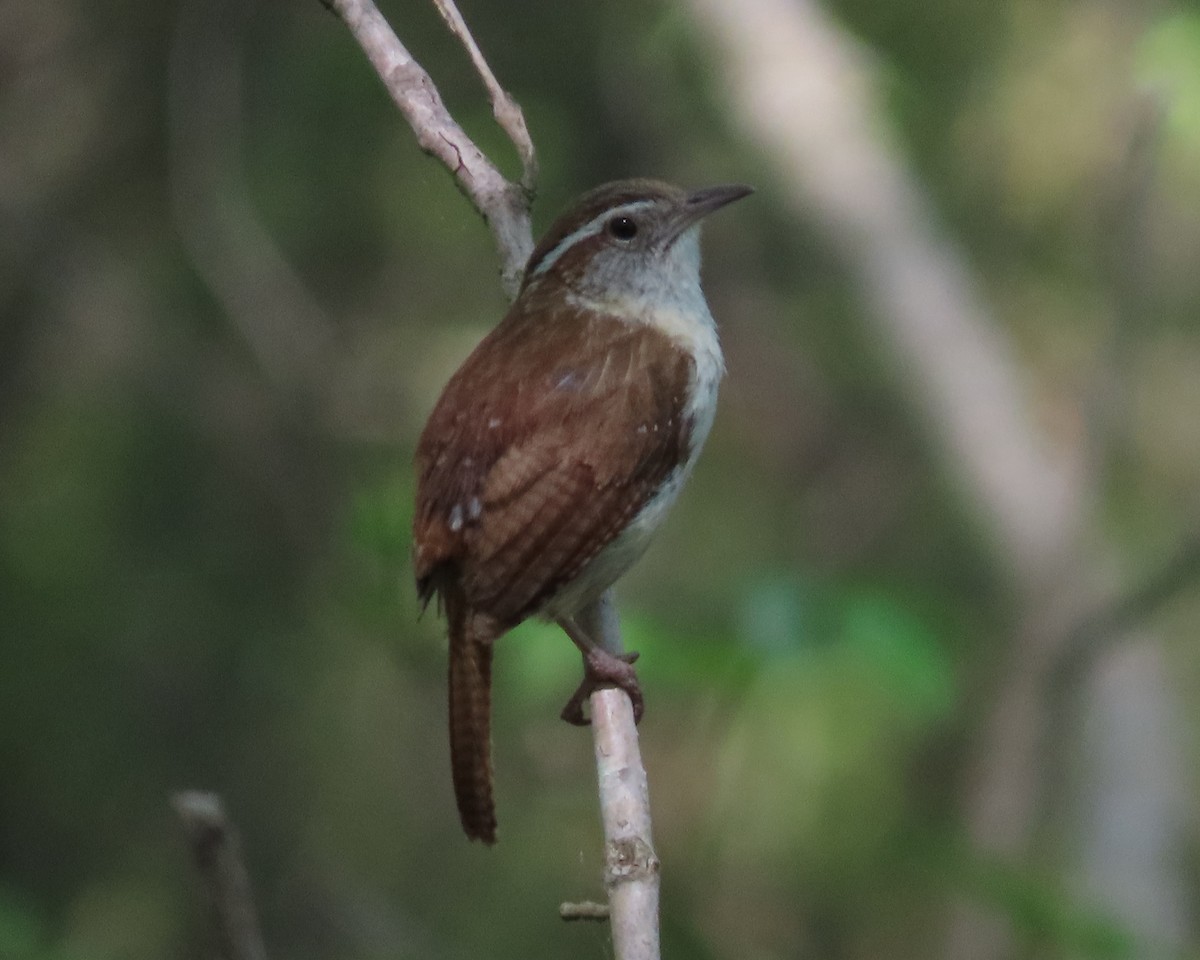 Carolina Wren - ML617436849