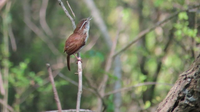 Carolina Wren - ML617436869