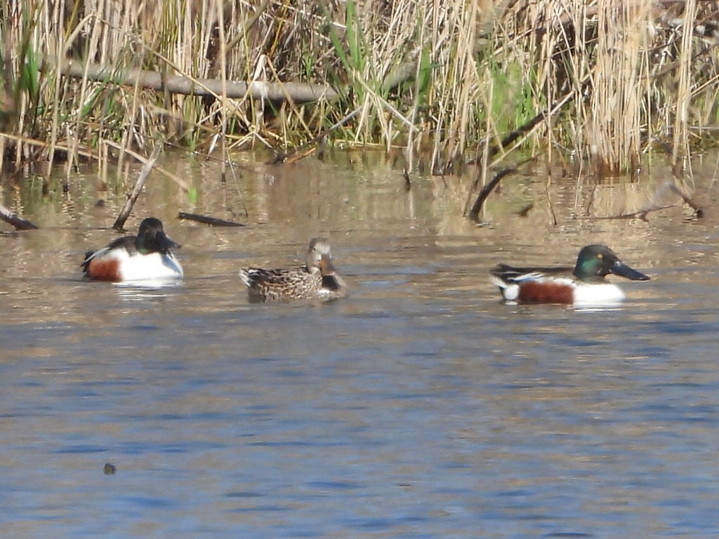 Canard souchet - ML617436873