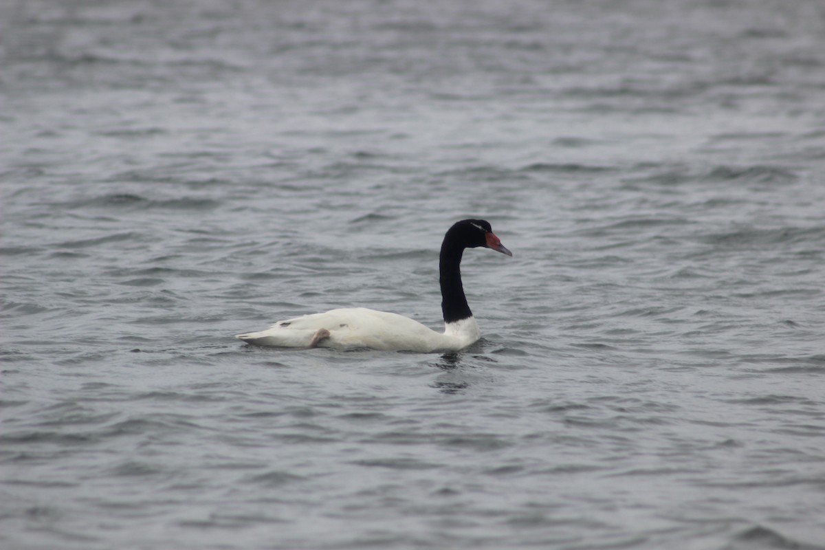 Black-necked Swan - Omar Fernández