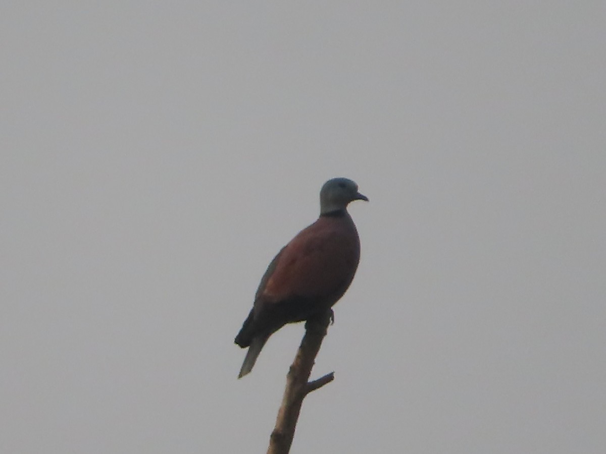 Red Collared-Dove - ML617436941
