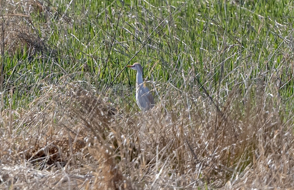 Western Cattle Egret - John Longhenry