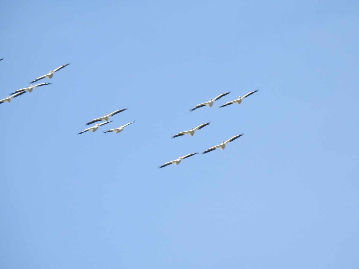 American White Pelican - ML617437101