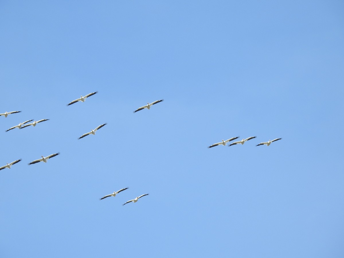 American White Pelican - ML617437116