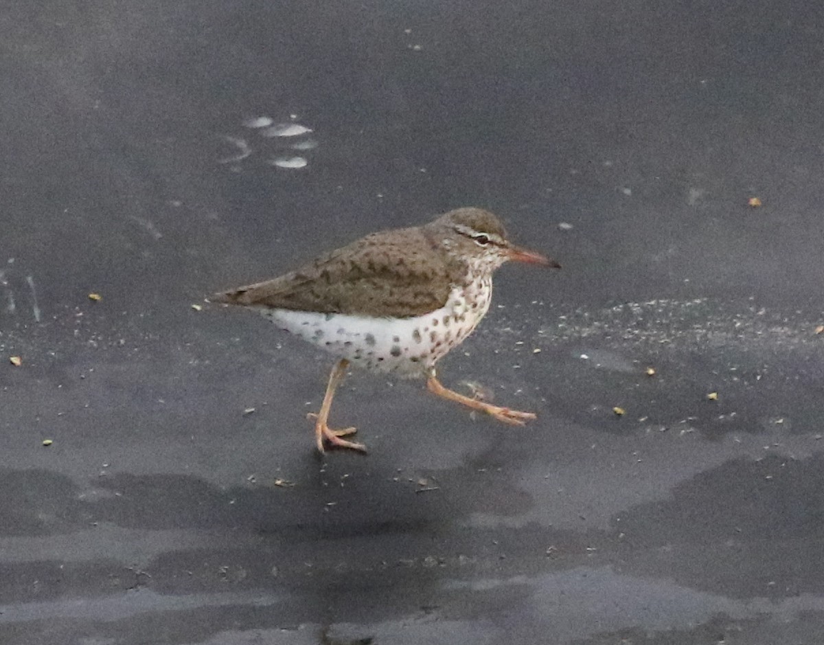 Spotted Sandpiper - ML617437123