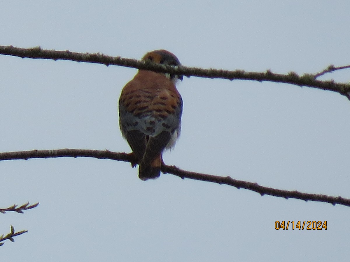 American Kestrel - ML617437130