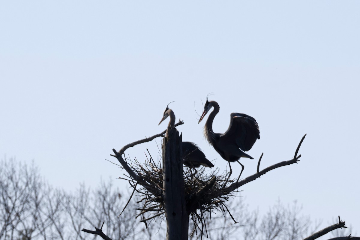 Great Blue Heron - ML617437146