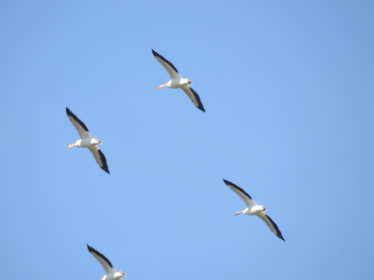 American White Pelican - ML617437152