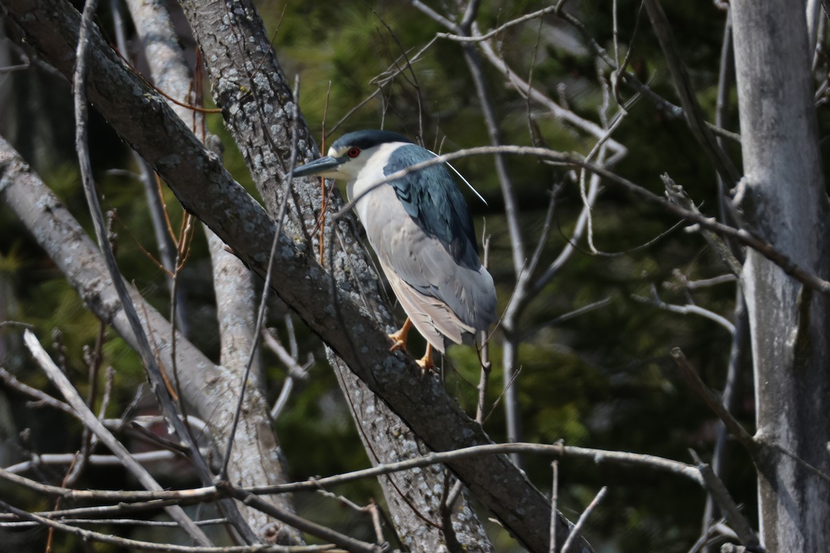 Black-crowned Night Heron - ML617437155