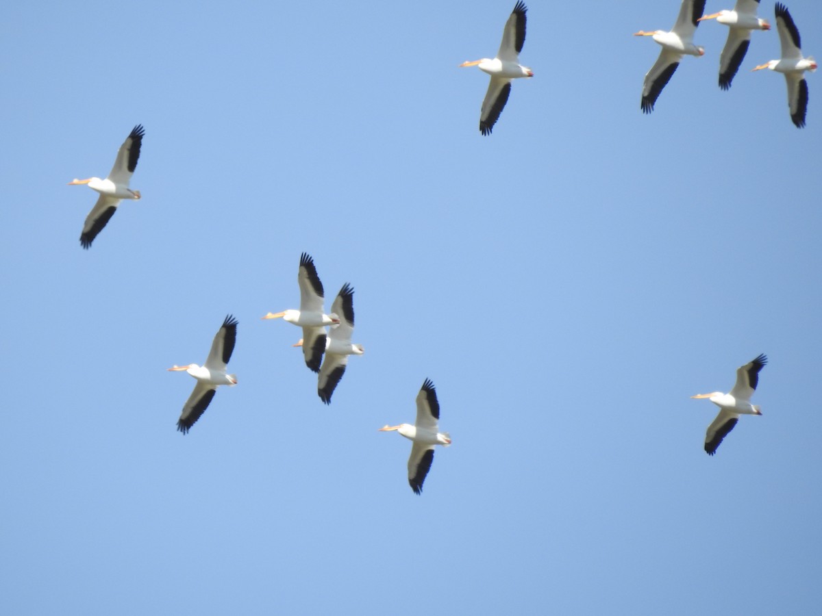 American White Pelican - ML617437173