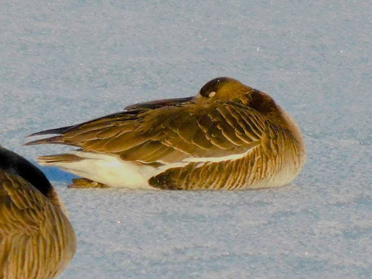 Greater White-fronted Goose - ML617437209