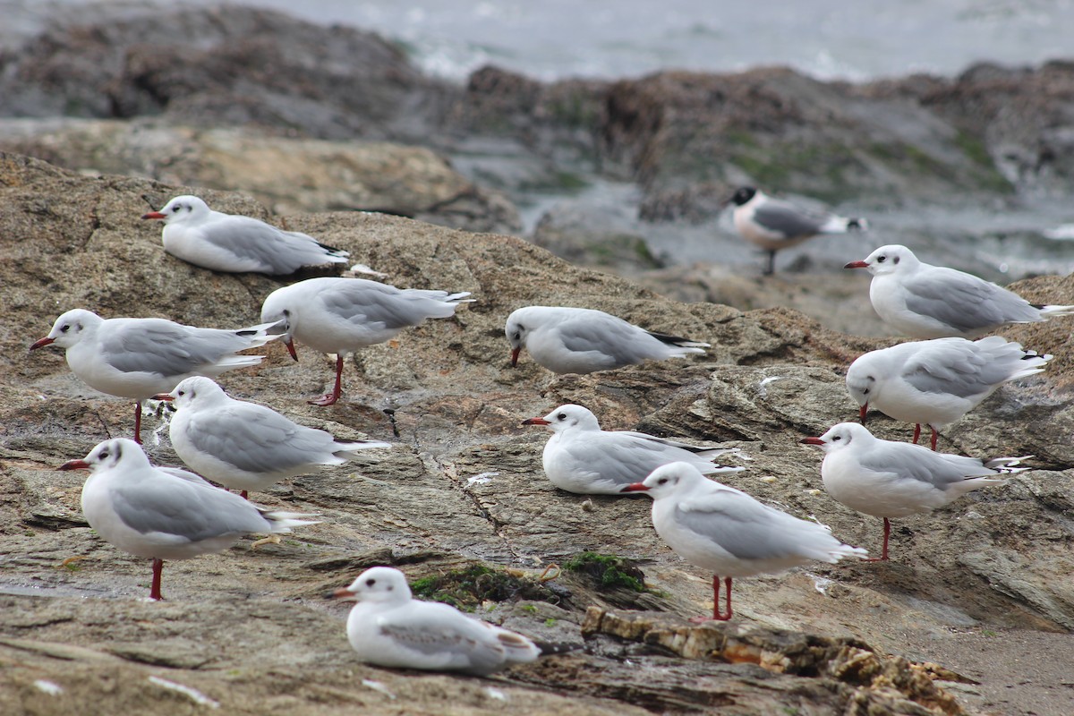 Brown-hooded Gull - Omar Fernández