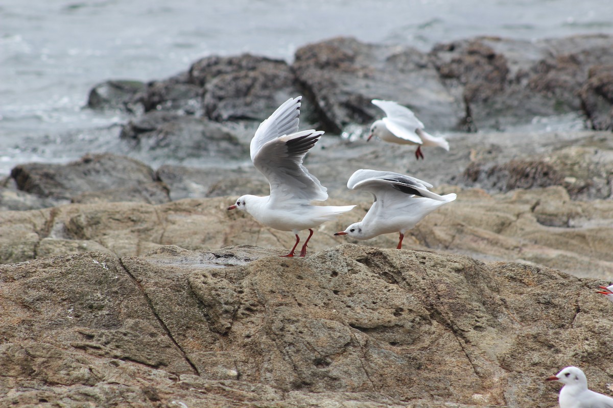 Brown-hooded Gull - Omar Fernández