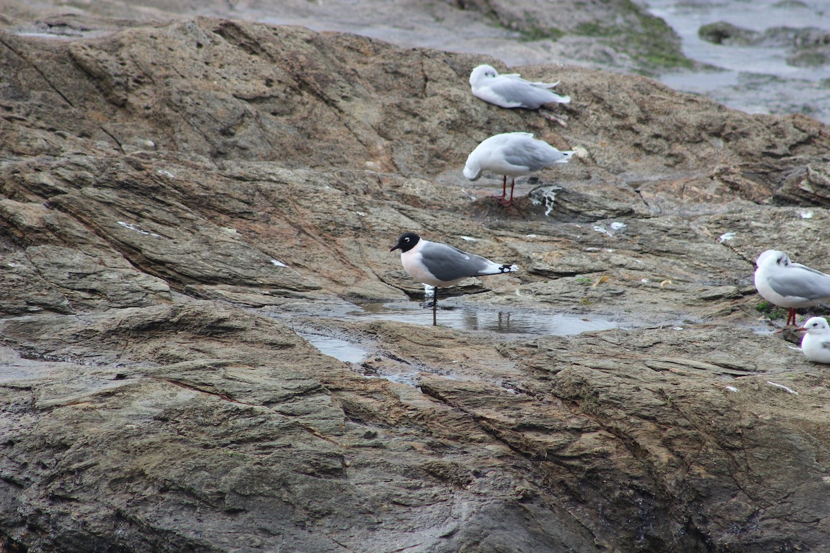 Brown-hooded Gull - ML617437233