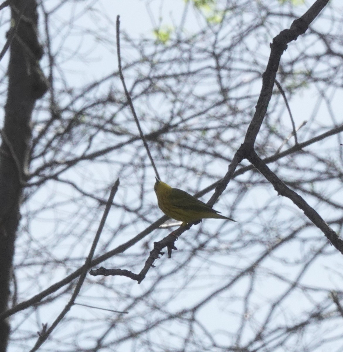 Paruline jaune - ML617437250