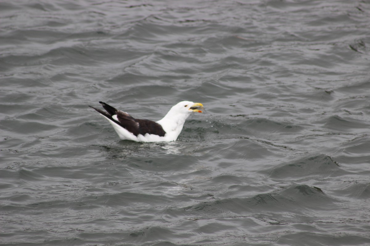 Kelp Gull - ML617437259