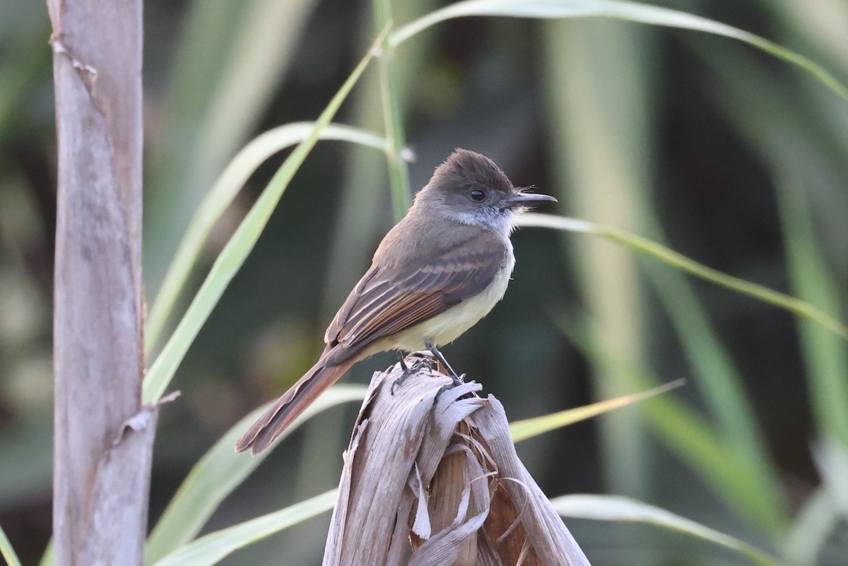 Dusky-capped Flycatcher - Charles Davies