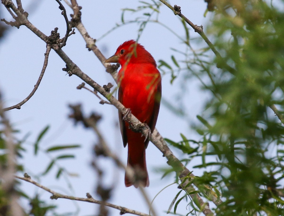 Summer Tanager - Mark Wilson