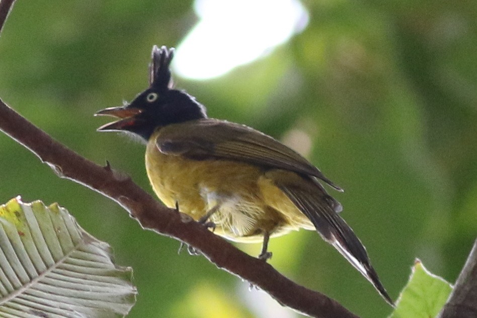 Black-crested Bulbul - ML617437286