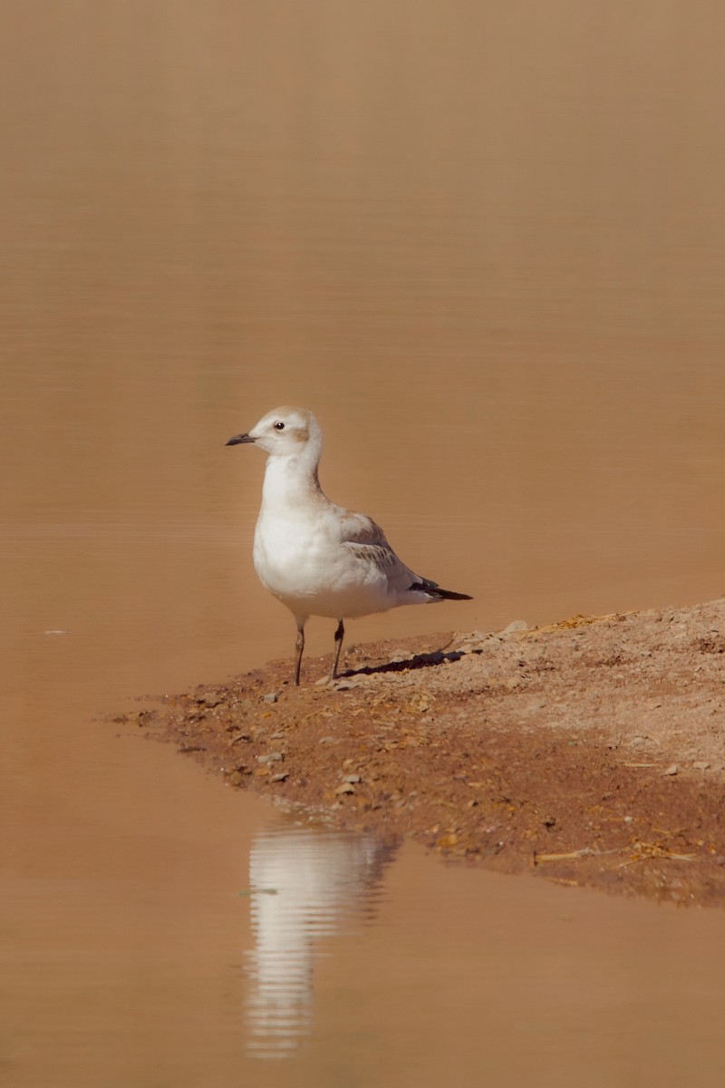 Andean Gull - ML617437314