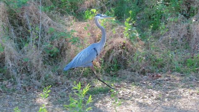 Great Blue Heron - ML617437326