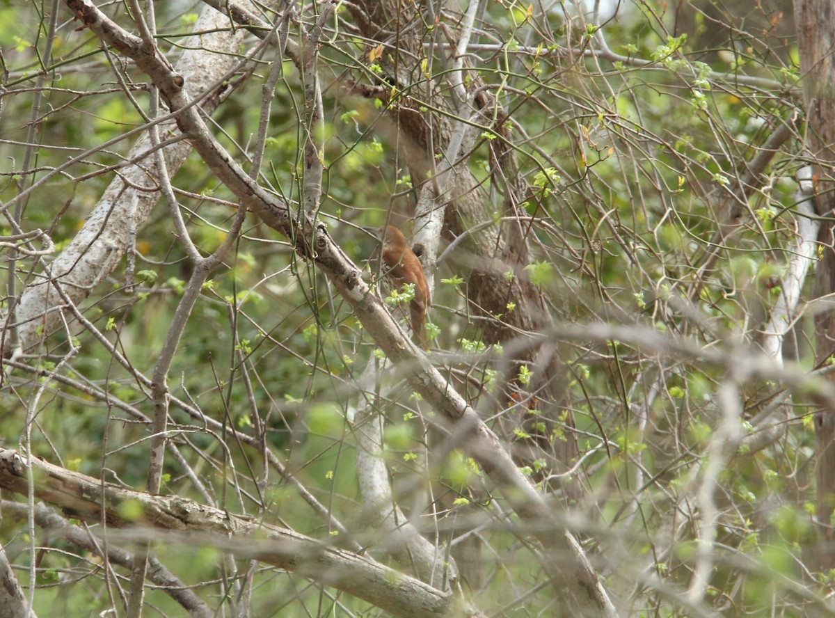 Brown Thrasher - ML617437365