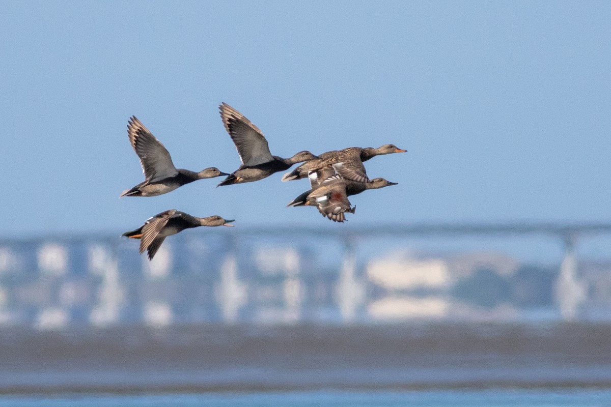 Gadwall - ML617437410