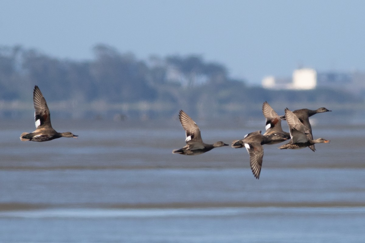 Gadwall - ML617437415