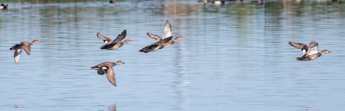 Gadwall - ML617437417