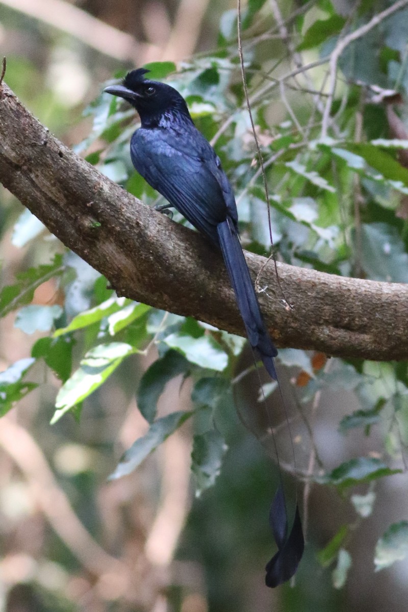 Greater Racket-tailed Drongo - Dave O'Connor