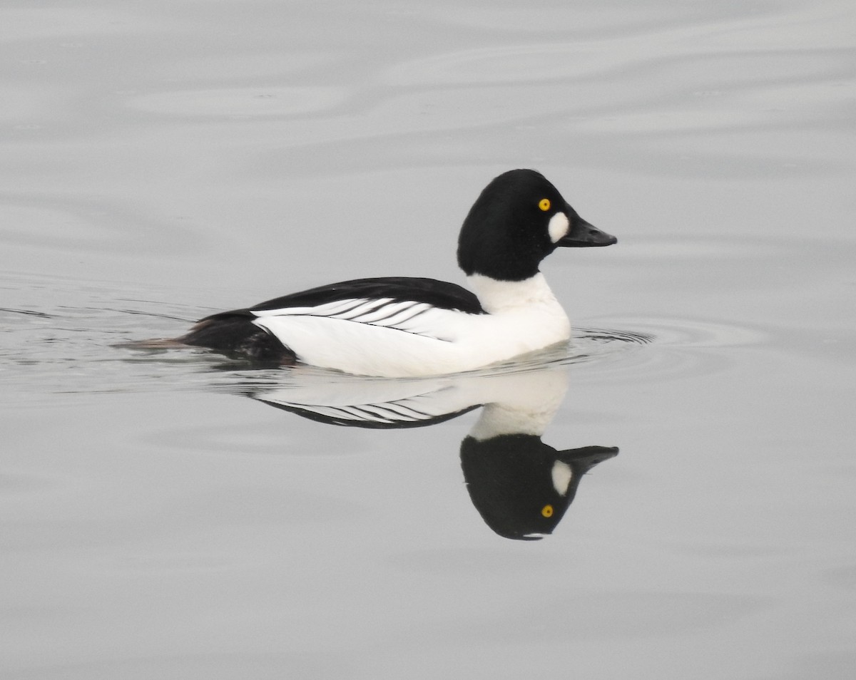 Common Goldeneye - ML617437437