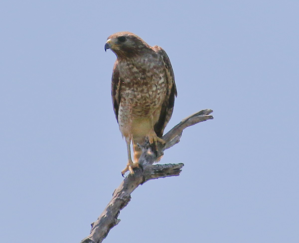 Red-shouldered Hawk - ML617437465