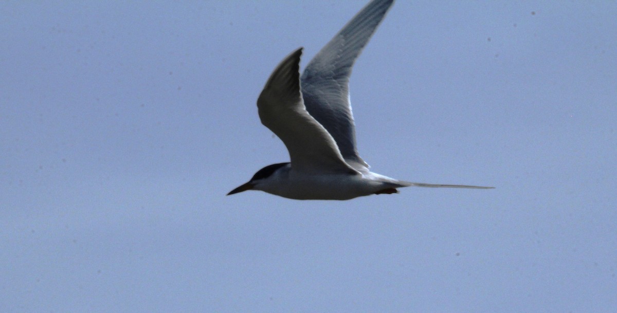 Forster's Tern - ML617437475