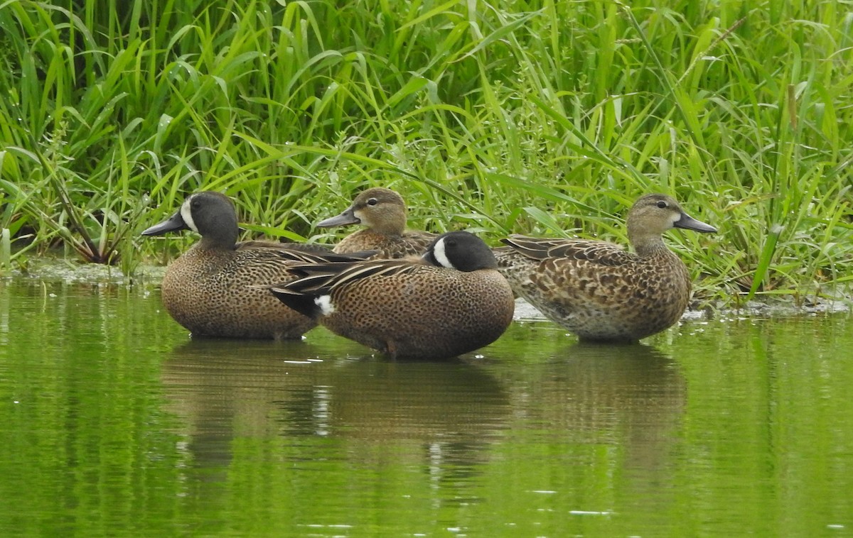 Blue-winged Teal - ML617437487