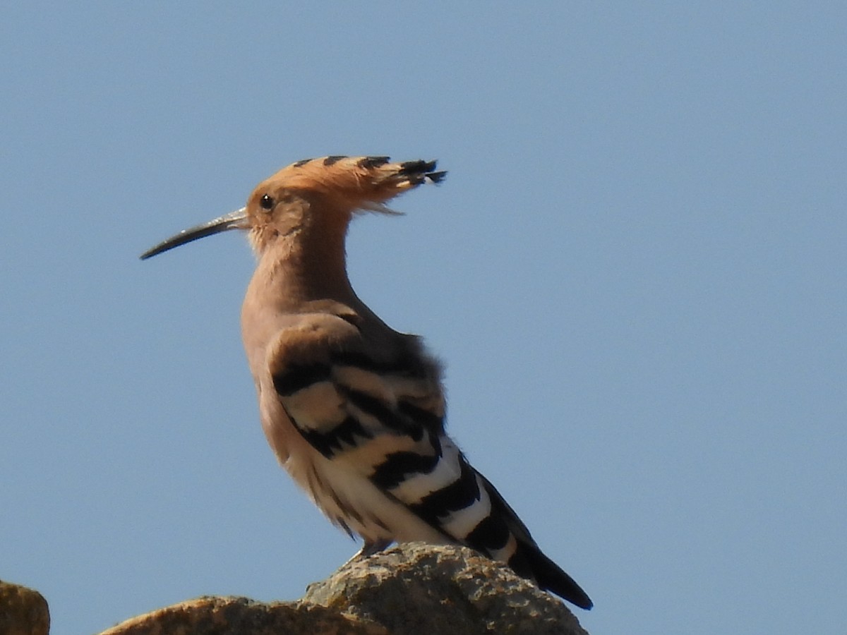 Eurasian Hoopoe - ML617437517