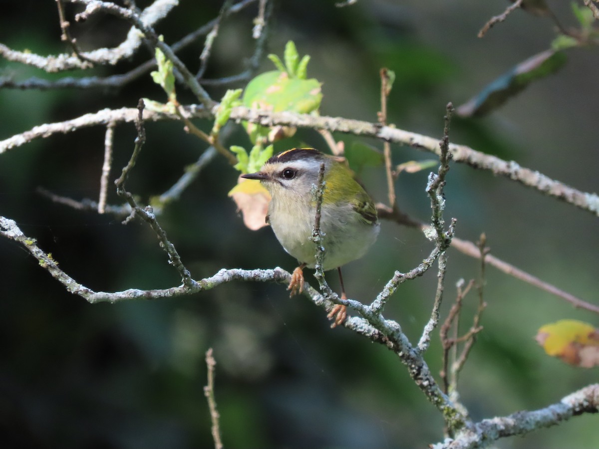 Common Firecrest - ML617437521