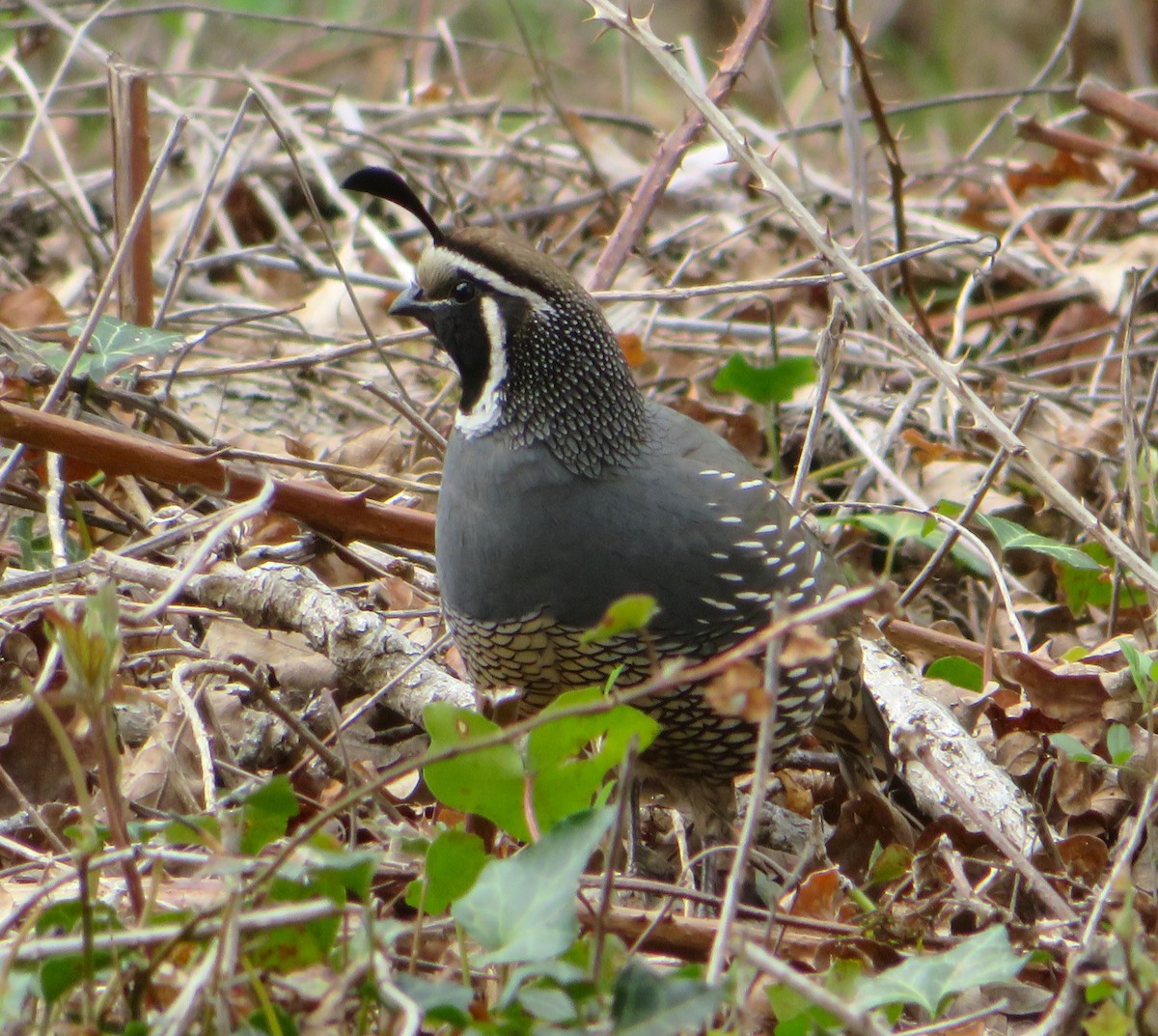 California Quail - ML617437543