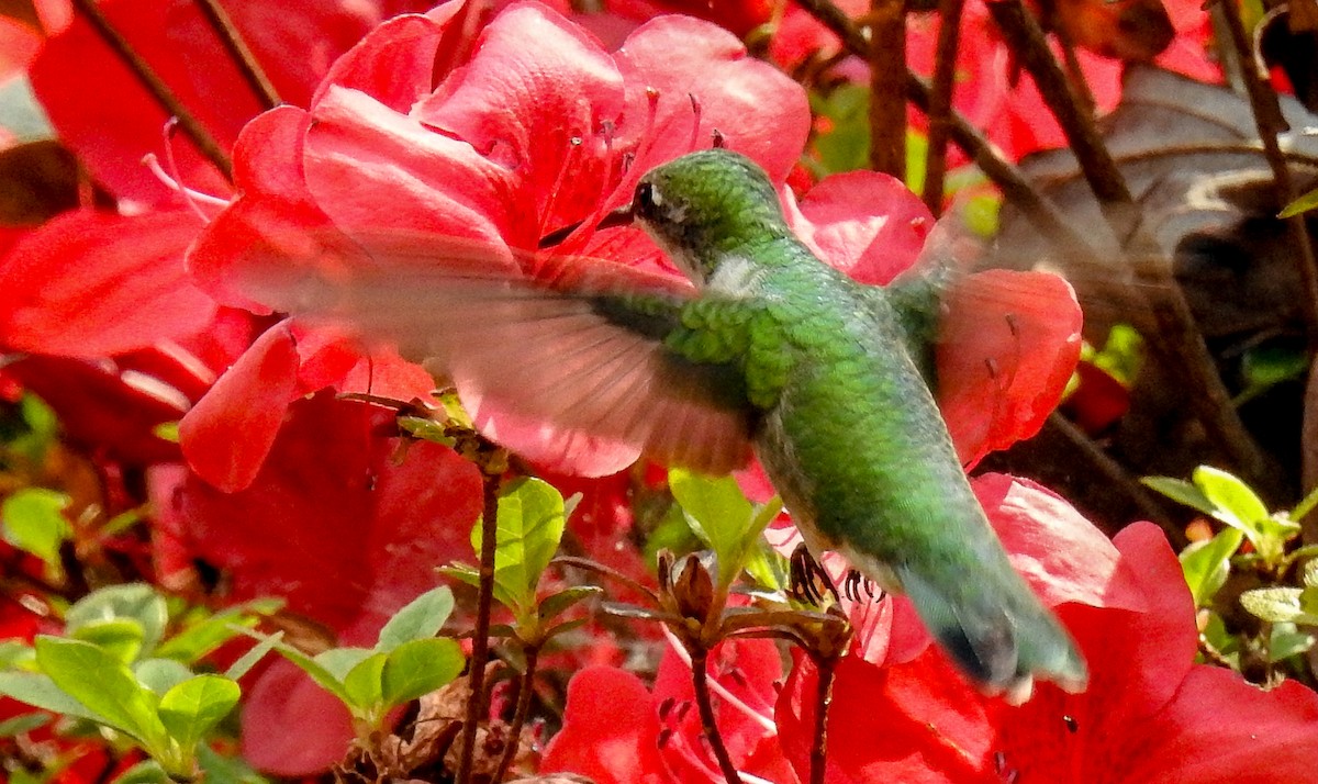 Ruby-throated Hummingbird - ML617437561