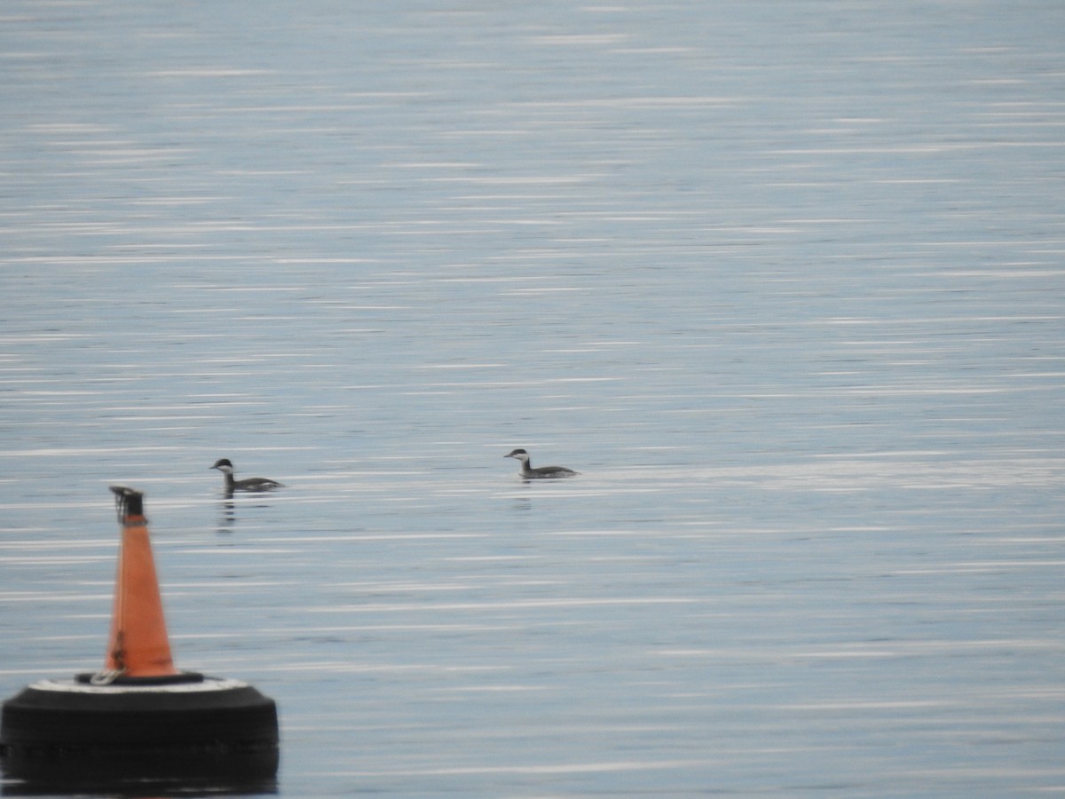 Horned Grebe - ML617437585