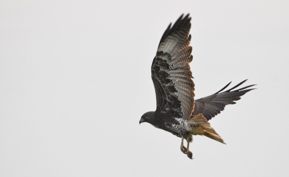 White-tailed Hawk - ML617437606