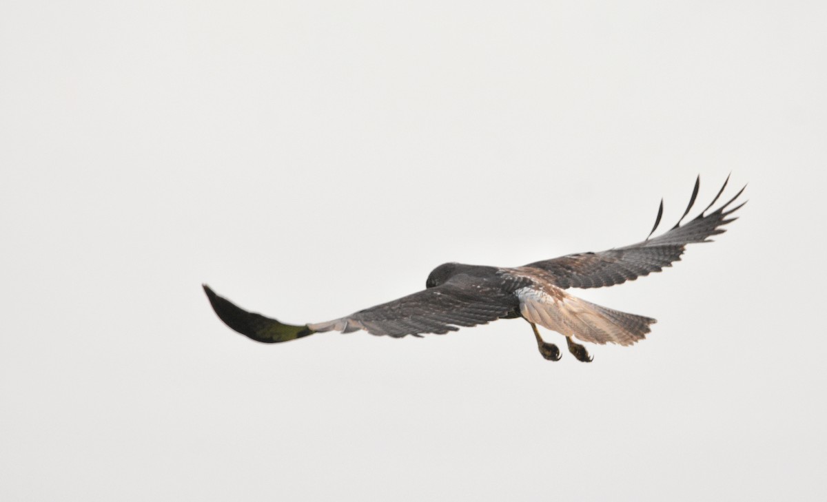 White-tailed Hawk - Cyrus Allen