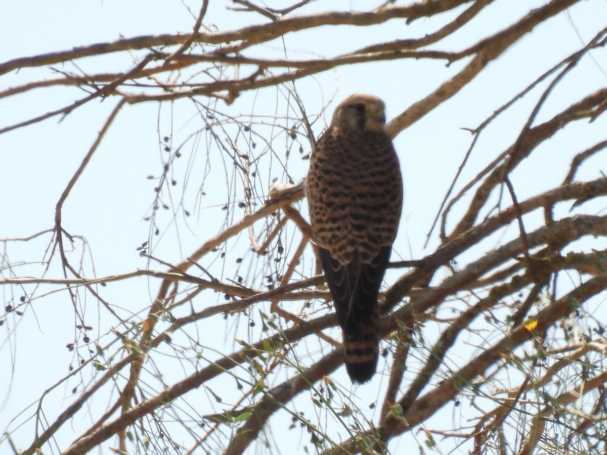 Eurasian Kestrel - Miguel Ángel  Pardo Baeza