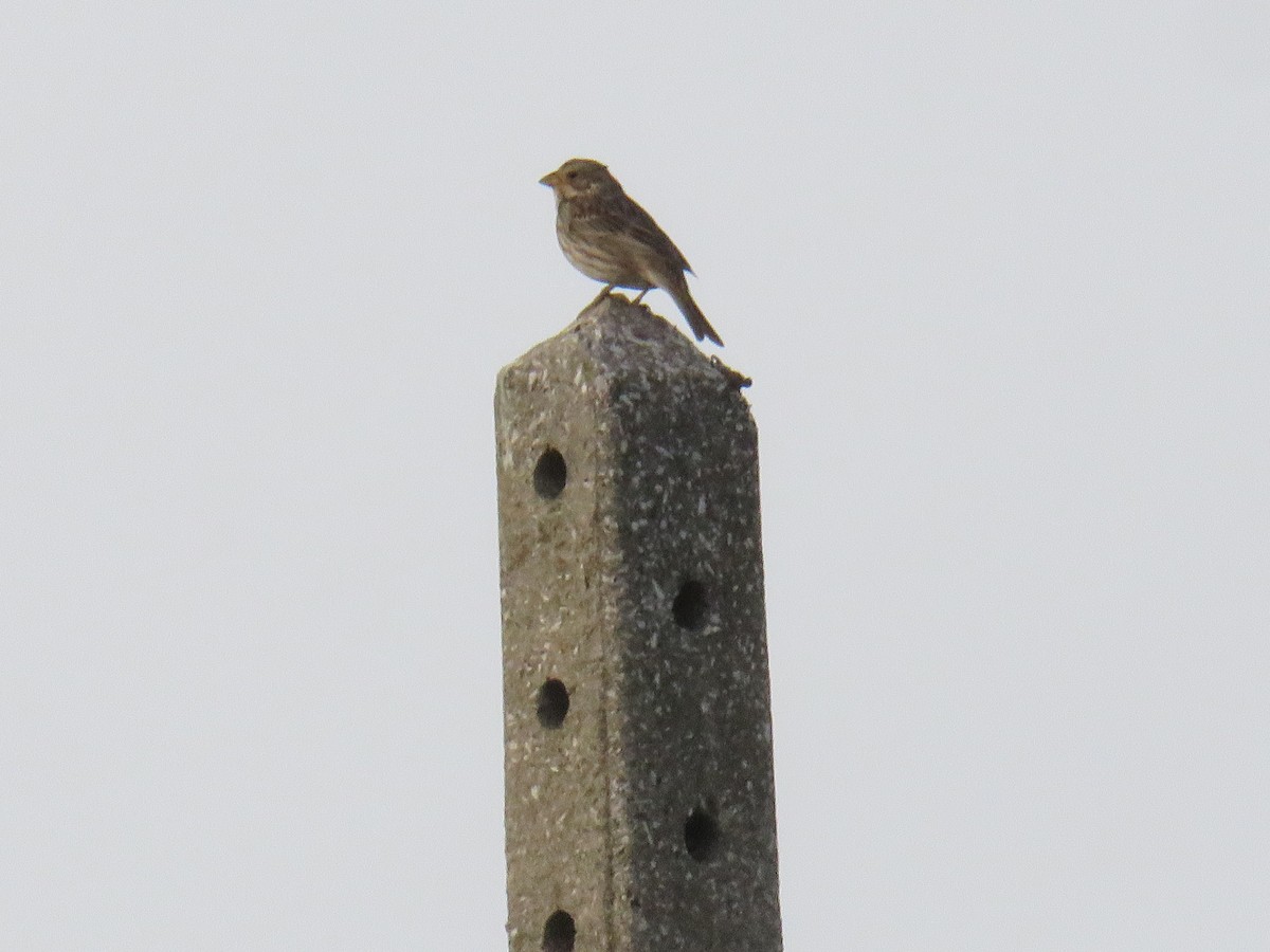 Corn Bunting - Miguel  Berkemeier