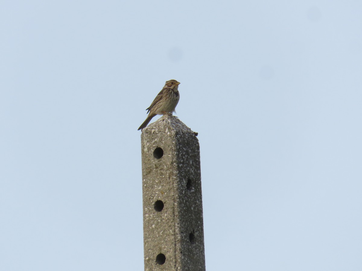 Corn Bunting - ML617437693