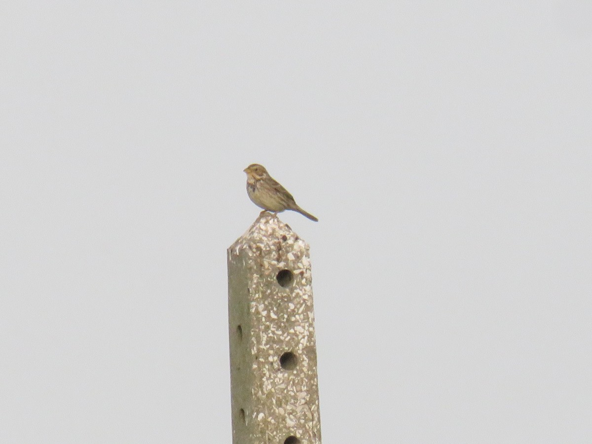 Corn Bunting - Miguel  Berkemeier