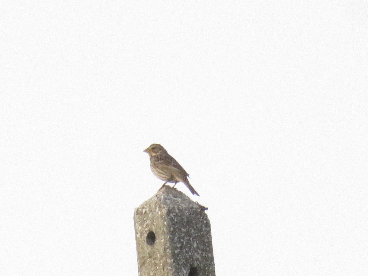 Corn Bunting - Miguel  Berkemeier