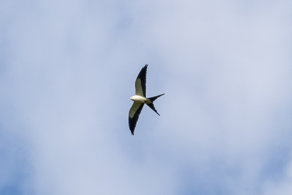 Swallow-tailed Kite - Daniel Goyer