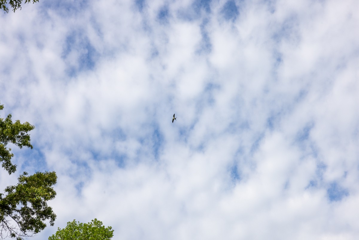 Swallow-tailed Kite - Daniel Goyer
