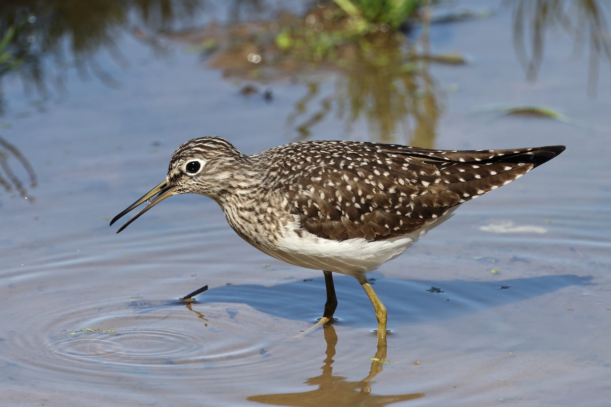 Solitary Sandpiper - Roi & Debbie Shannon